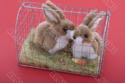 Easter bunny in a cage Easter bunny in a cage