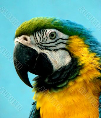 parrot Ara araruana parrot Ara araruana
