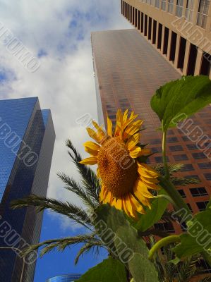 Corprate Buildings