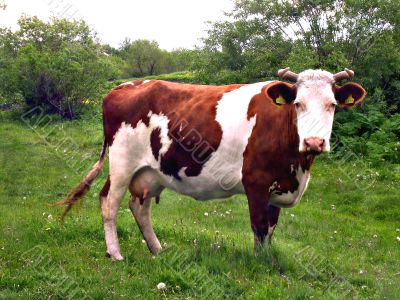 white-brown cow