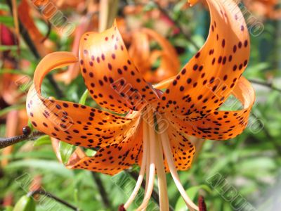bright orange flower