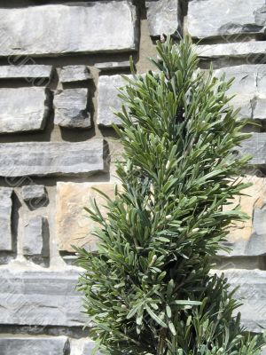 tree in front of a wall