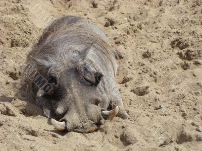 Phacochoerus aethiopicus acquires a tan