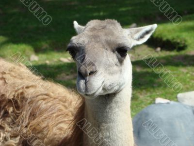 Lama guanacoe Lama guanacoe