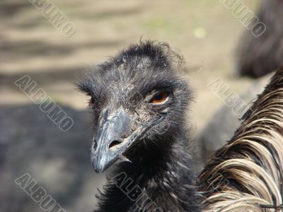 ostrich emu Dromaius novaehollandiae ostrich emu Dromaius novaehollandiae