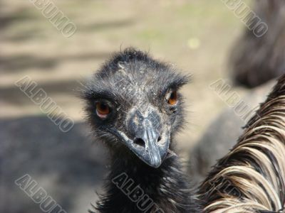 ostrich emu Dromaius novaehollandiae