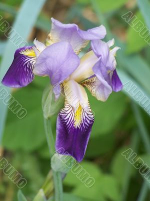 Pretty iris