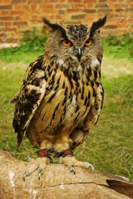 Perching owl