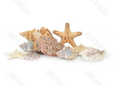 A composition made from shells and starfishes - 1
