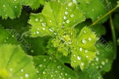 Dew drops on a plant