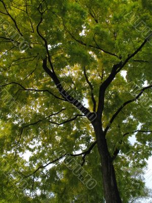 green tree viewed from under