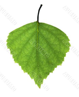 Leaf of the birch