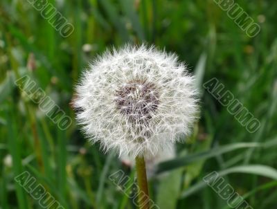 Dandelion