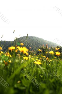 Flowers landscape