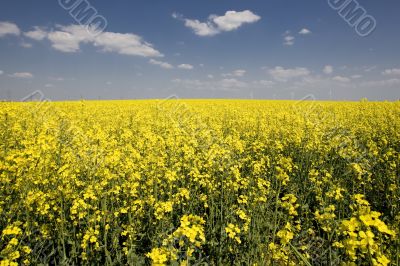 rape field