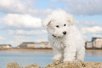 Puppy on the rocks