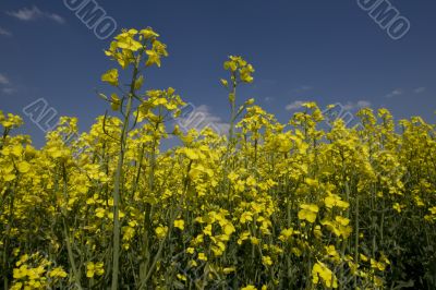 rape field