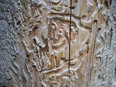 Strange tree bark’s texture