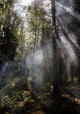 Smoke in forest