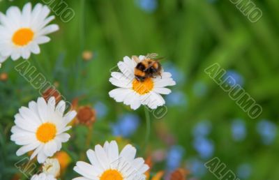 bee on a daisy