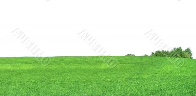bright spring meadow against white