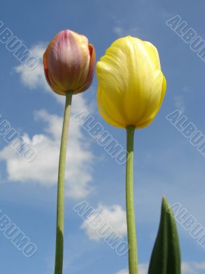 tulips