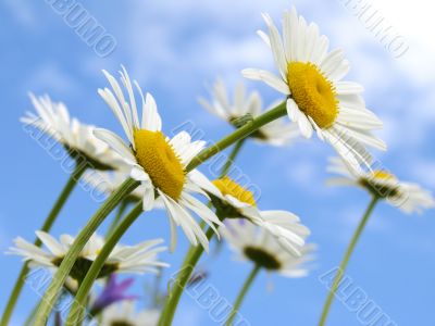 wild daisies