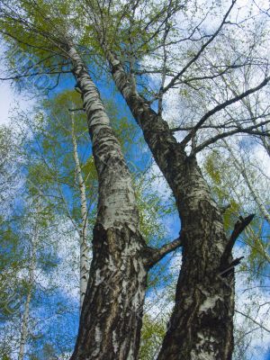 The spring sky through branches of a birch