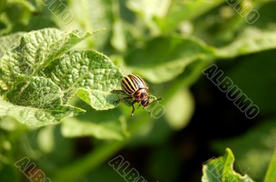 Colorado beetle