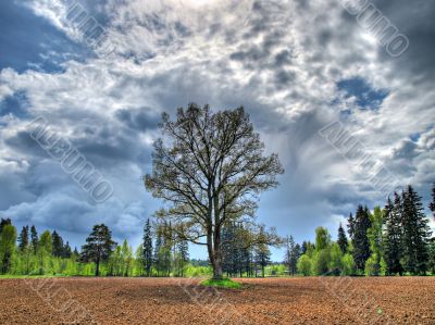 Solitary tree