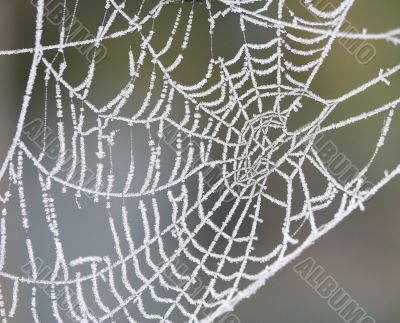 icy spider web