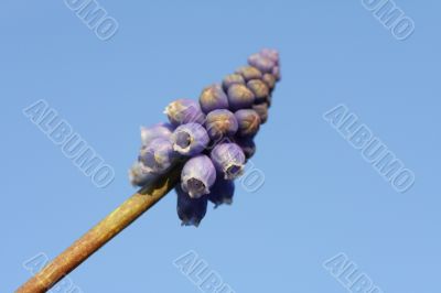 ajuga