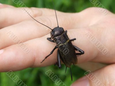 Black bug on a hand