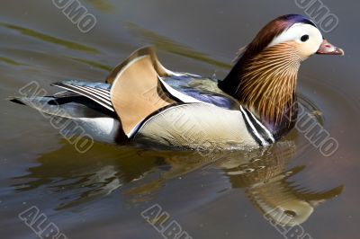 Mandarin duck