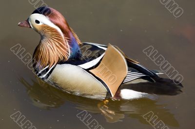 Mandarin duck