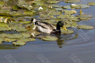 Duck in a park lake