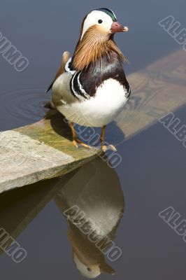 Mandarin duck