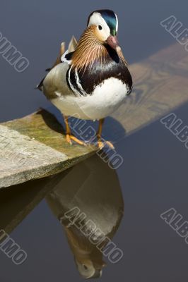 Mandarin duck