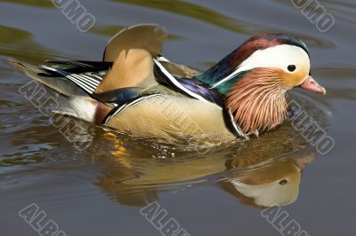 Mandarin duck