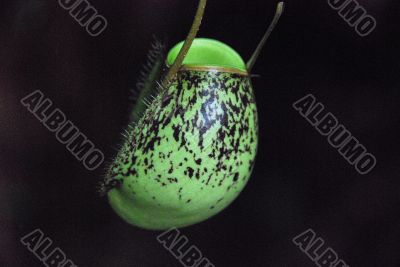 Pitcher Plant D