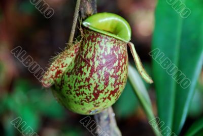 Pitcher Plant H Pitcher Plant H