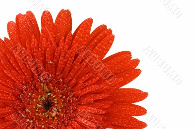 Red gerbera