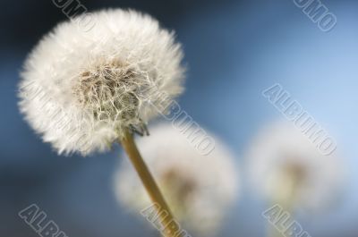 Row of Dandelions Row of Dandelions