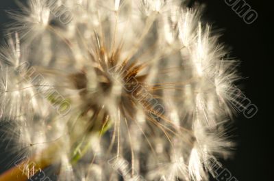 Dandelion Macro Shot Dandelion Macro Shot