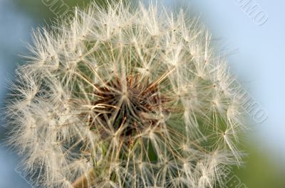 Dandelion Macro Shot Dandelion Macro Shot