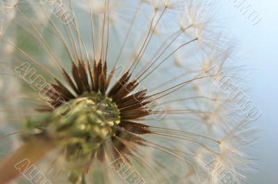 Dandelion Macro Shot Dandelion Macro Shot