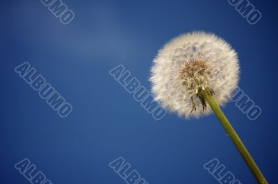 Dandelion Against Deep Blue Sky Dandelion Against Deep Blue Sky