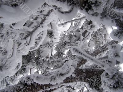 Icy pine branches