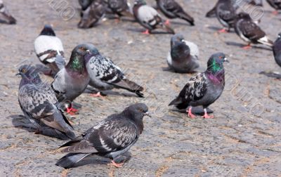 flock of pigeons