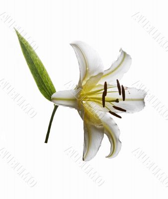 White lily